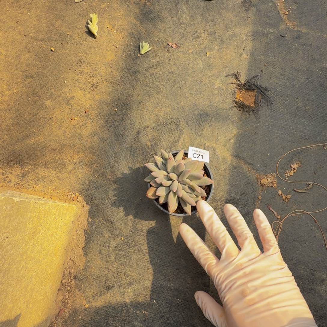 c c c c c c c c 21