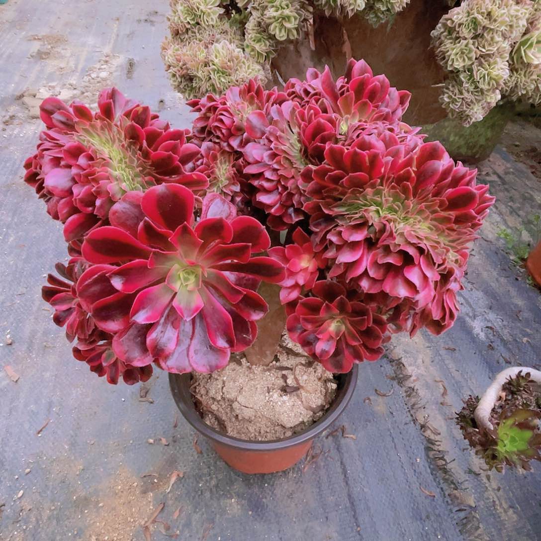 【闪购商品】无花朵美杜莎