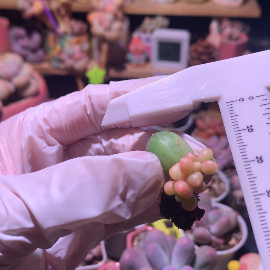 千代田缀化锦千代田。