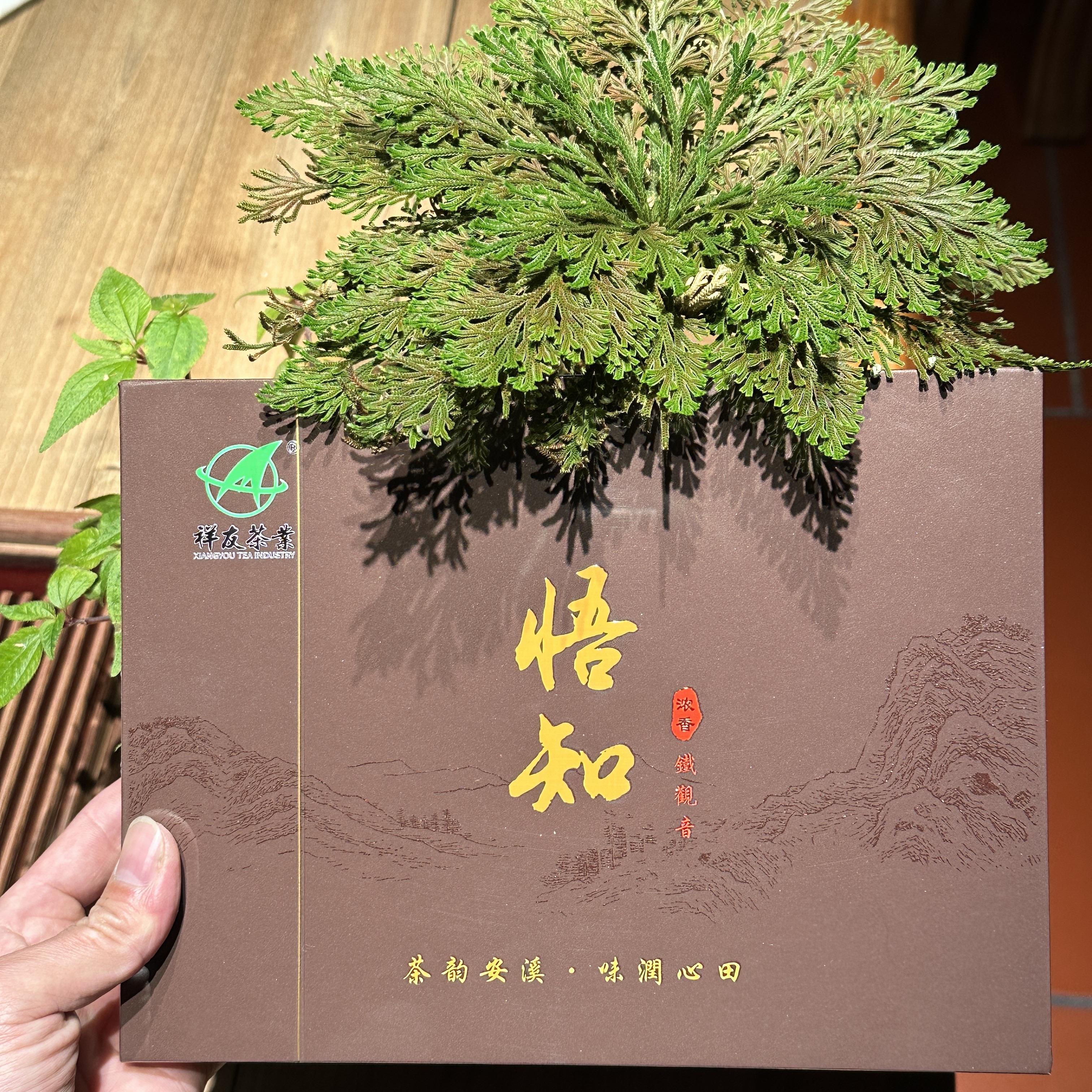 悟知-浓香型铁观音产自祥华