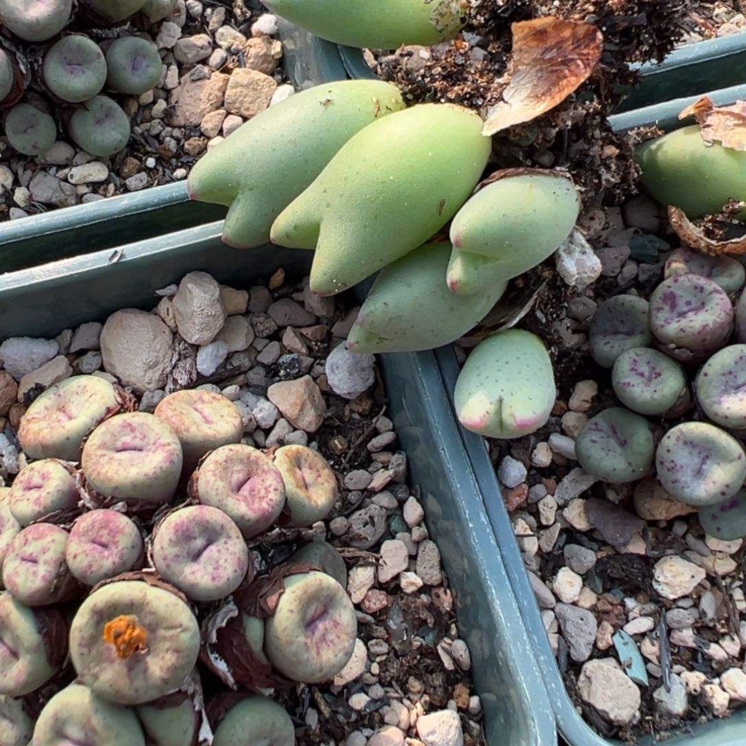 量拍特选皮卡丘一颗