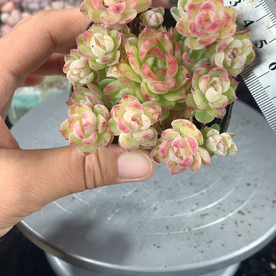 43号偏远地区不包邮的