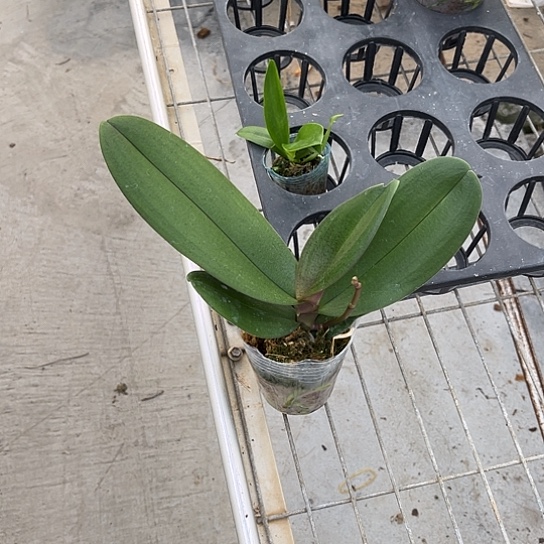 完全开放满天红十1.7红马丁没有根