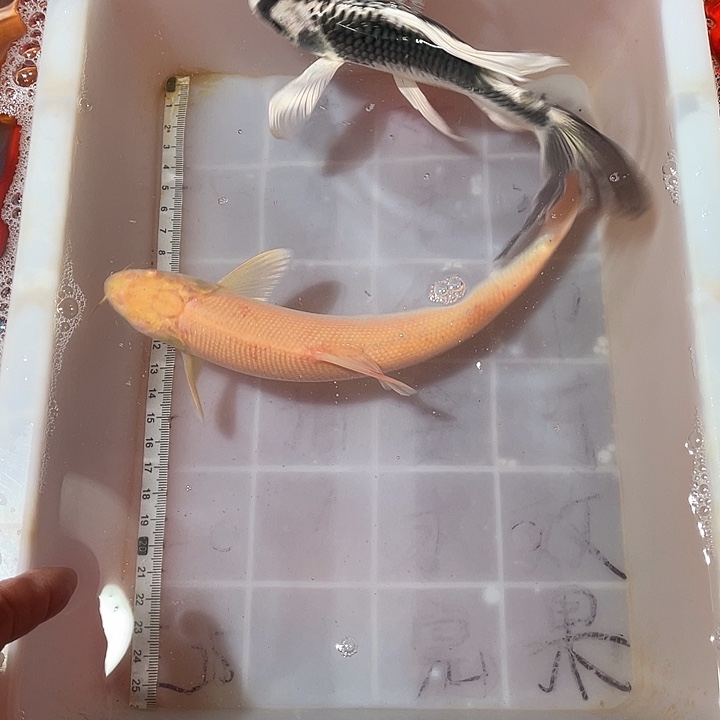 蝴蝶鲤鱼渔场直发149