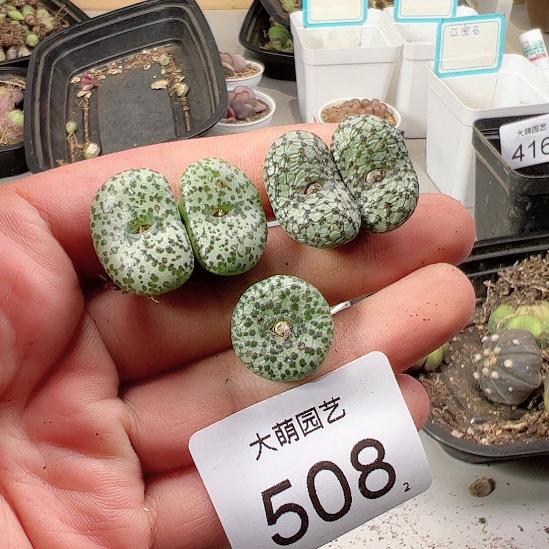 0000508 肉锥一物一拍……