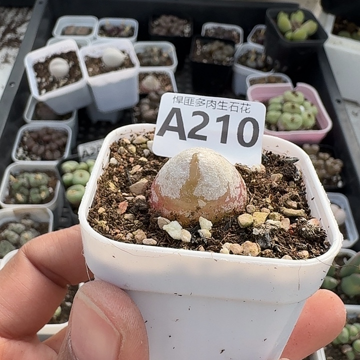 210多肉植物多肉植物