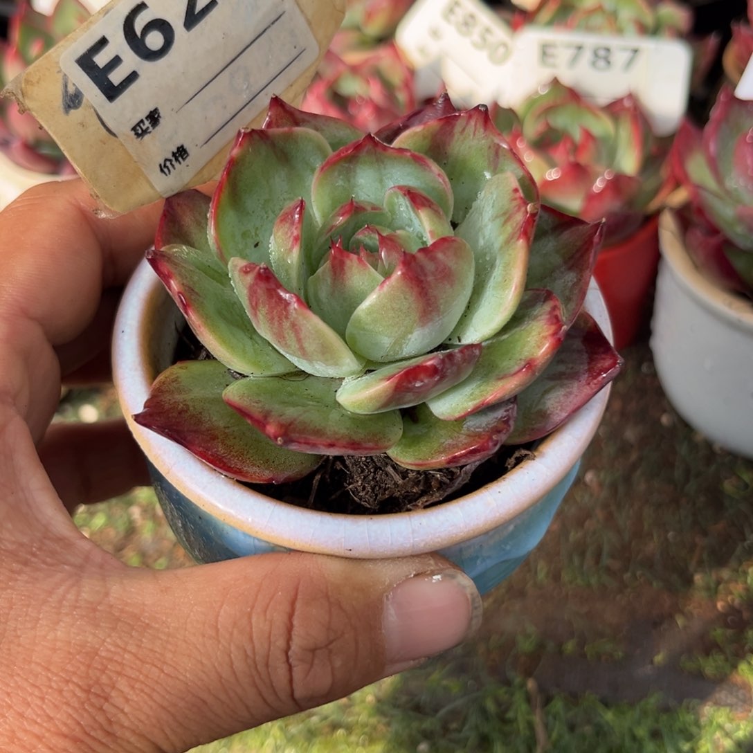 惊鸿一瞥629号多肉