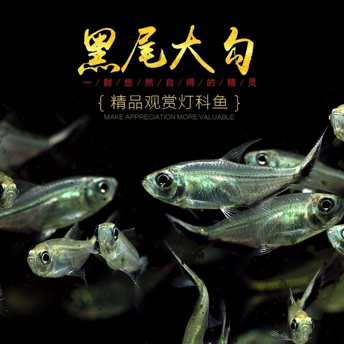 陕西发货包邮黑尾大勾直播专属链接