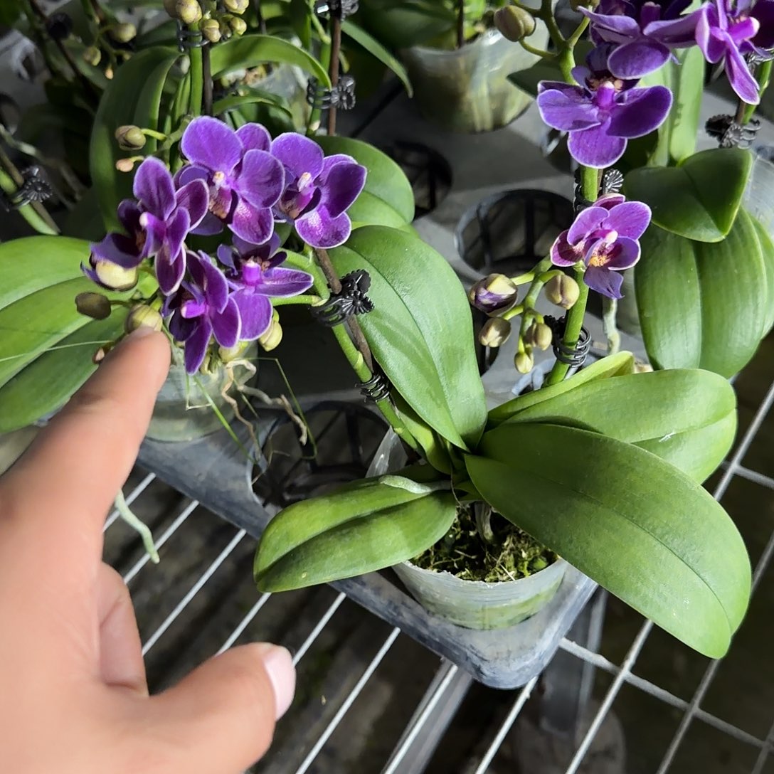 无花朵3.0双梗蓝色花语