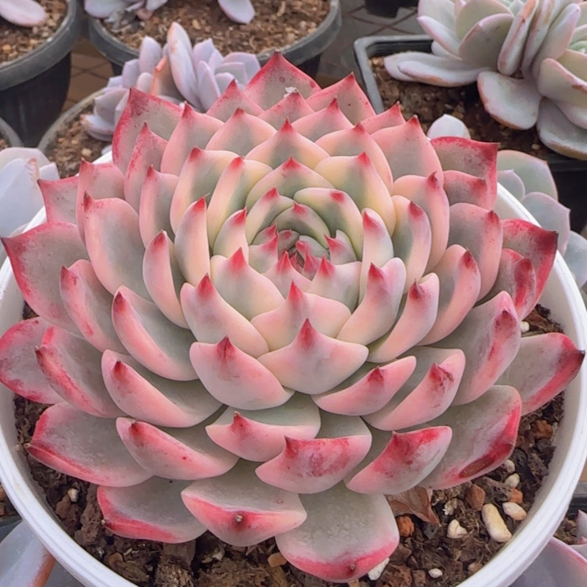 【闪购商品】吉娃娃锦99