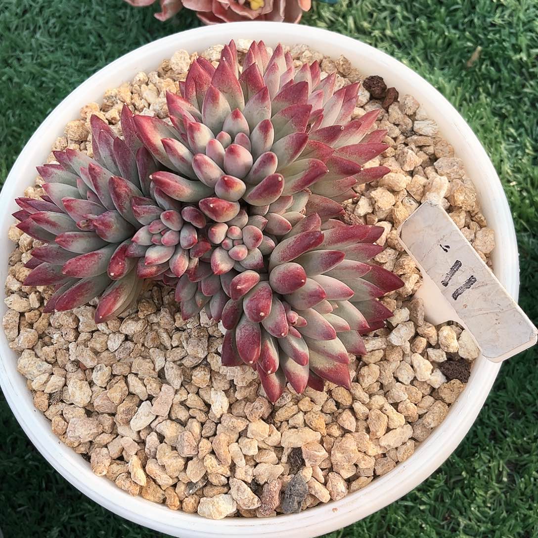 绿体虞美人11号一个一怕