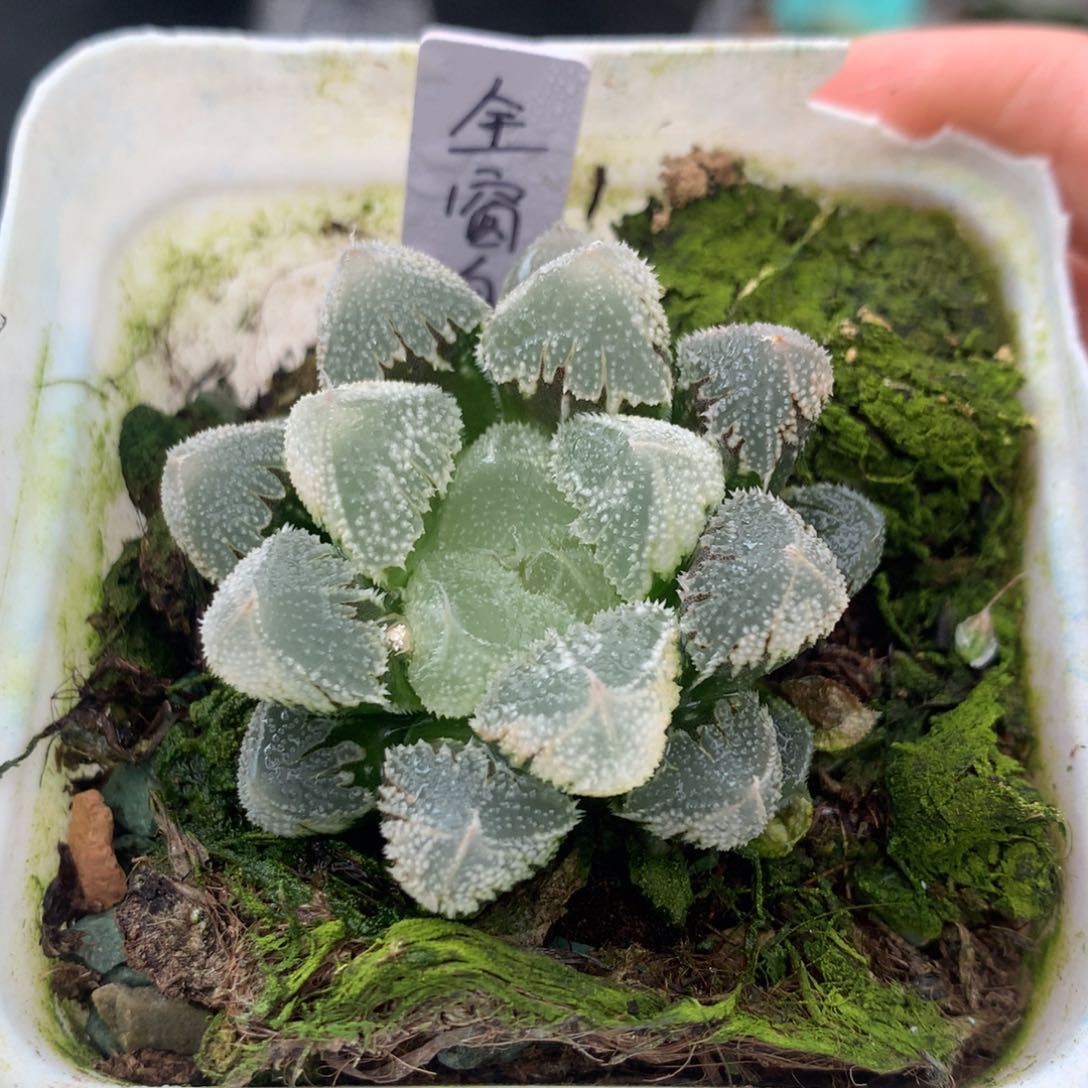 全窗白帝城一物一拍
