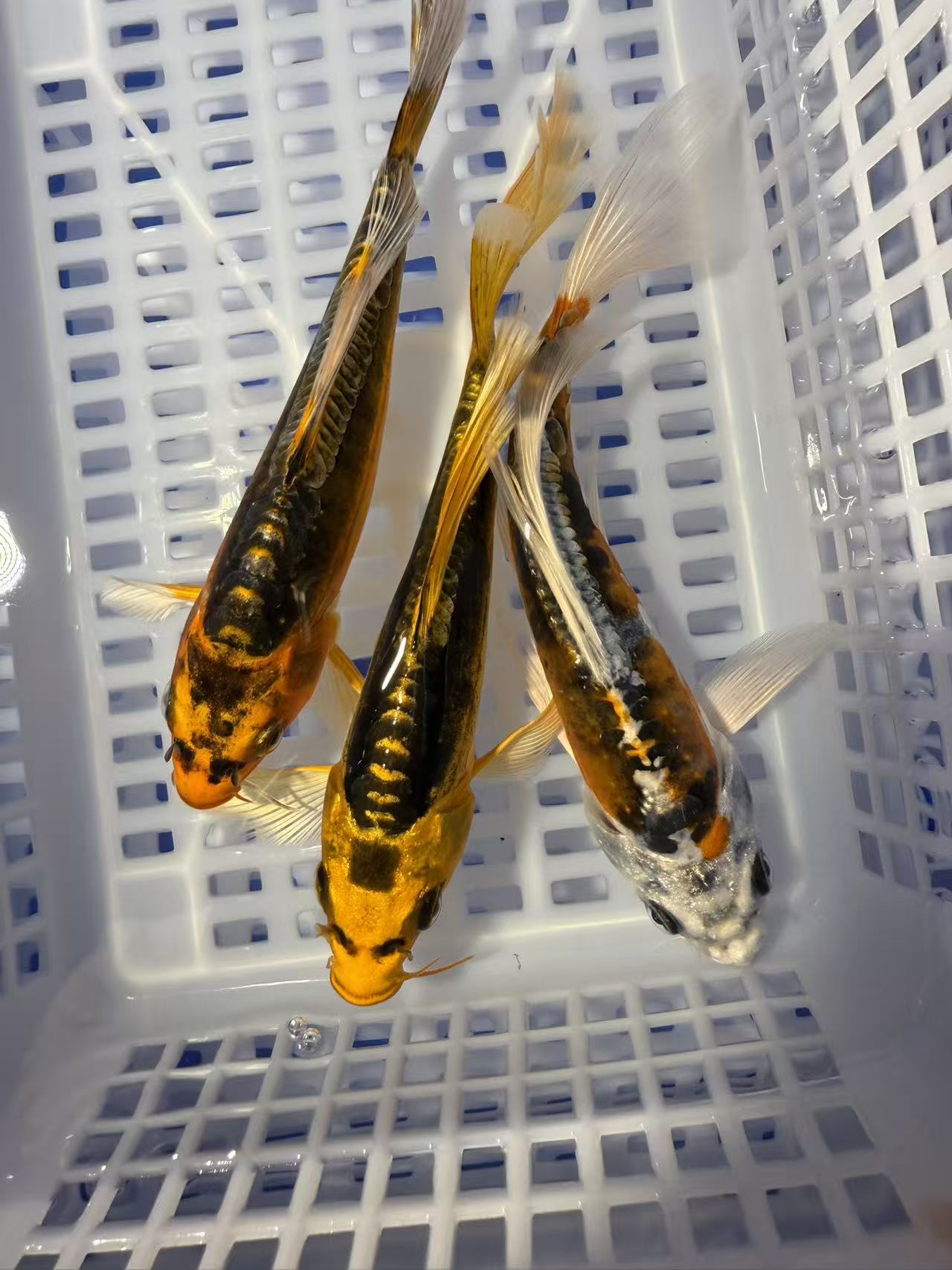 【13-15cm德系三条装】冷水锦鲤草金观赏鱼