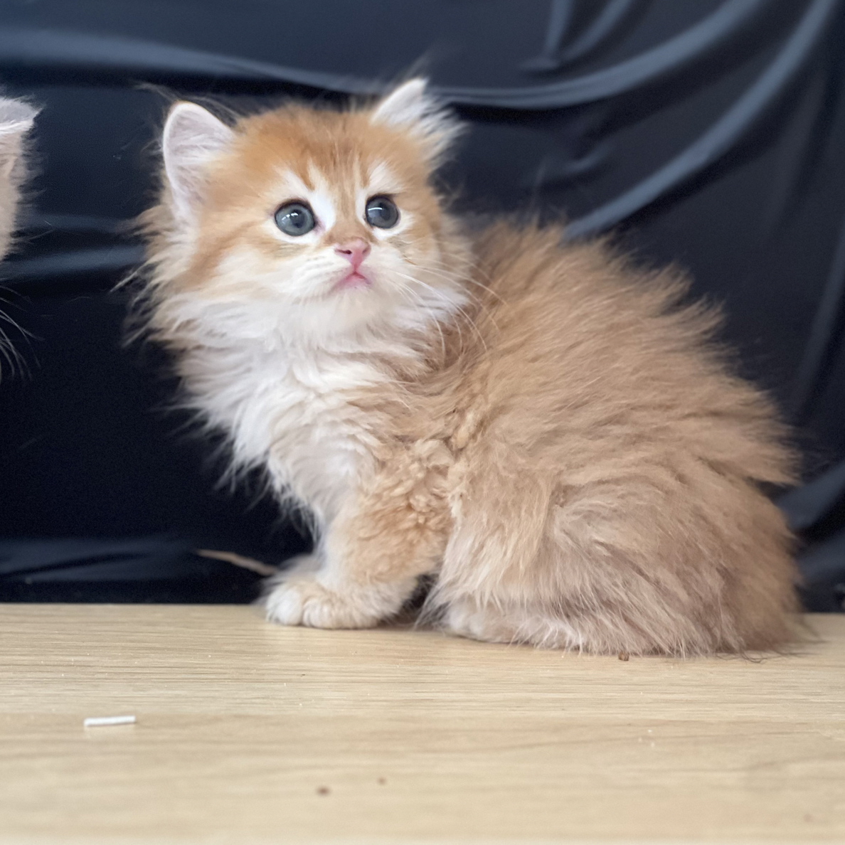 金渐层长毛弟弟 甜美 大眼 小宠物 宠物猫购买 纯种宠物幼猫活体