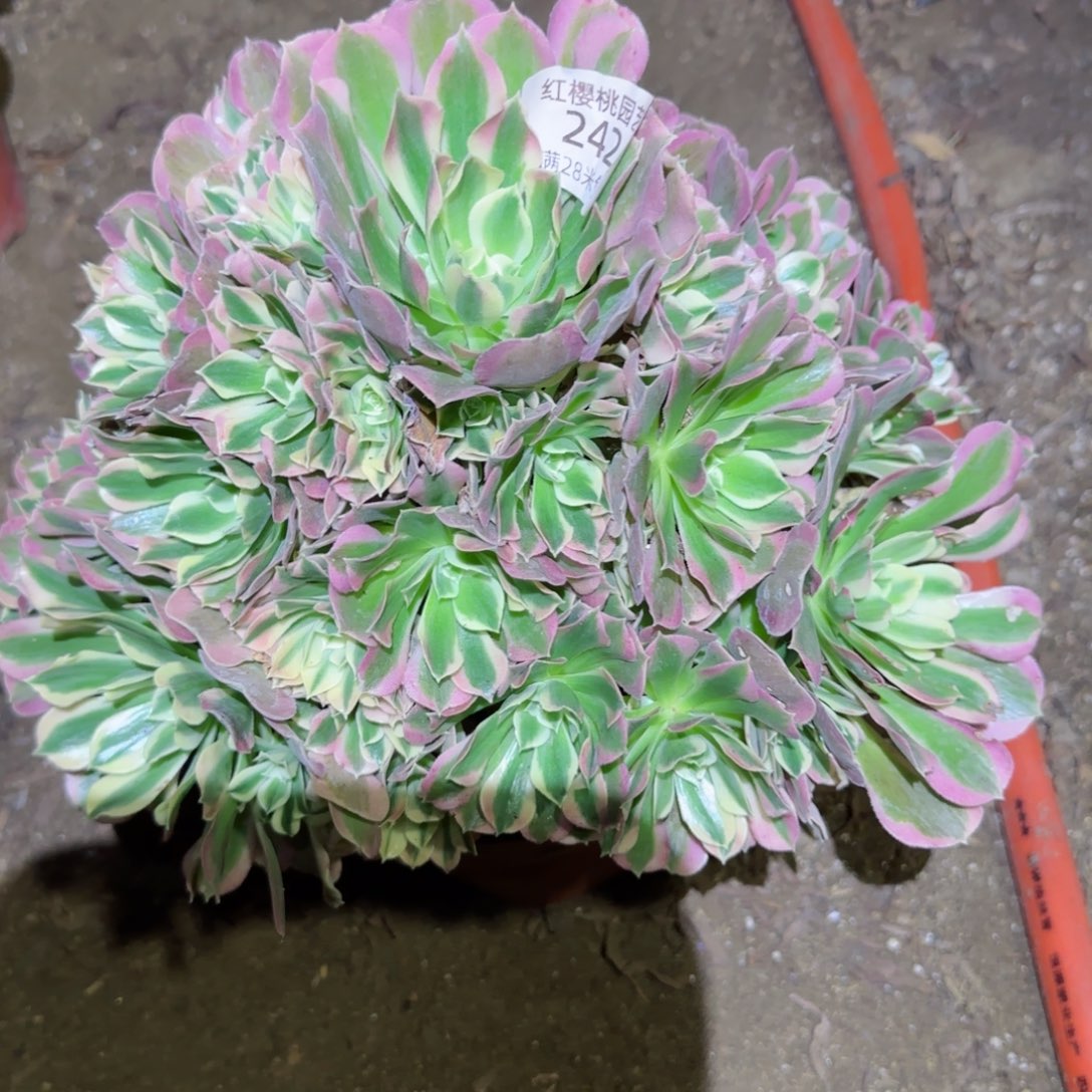 白凤法师多肉242