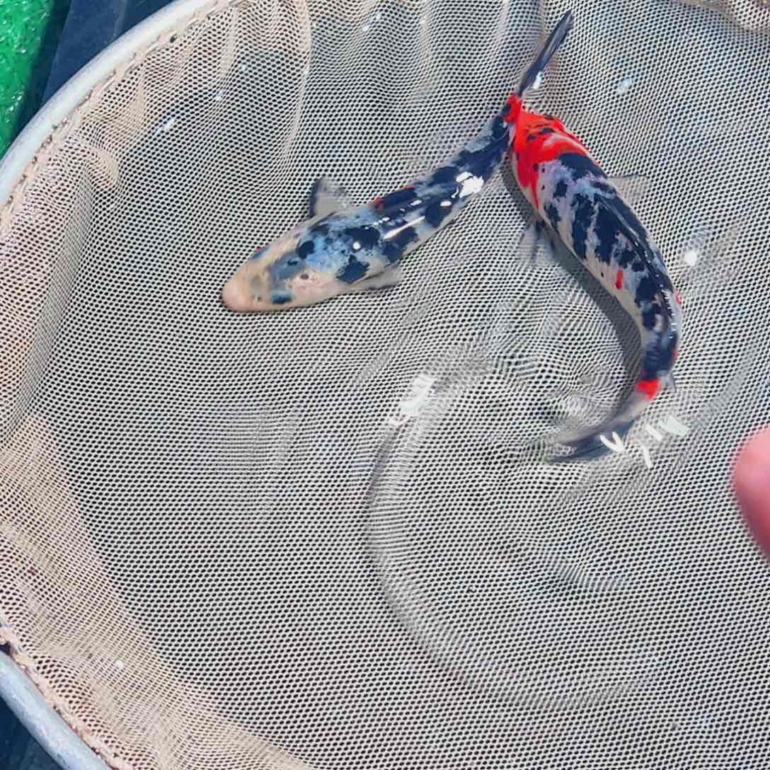 锦鲤锦鲤观赏鱼1111