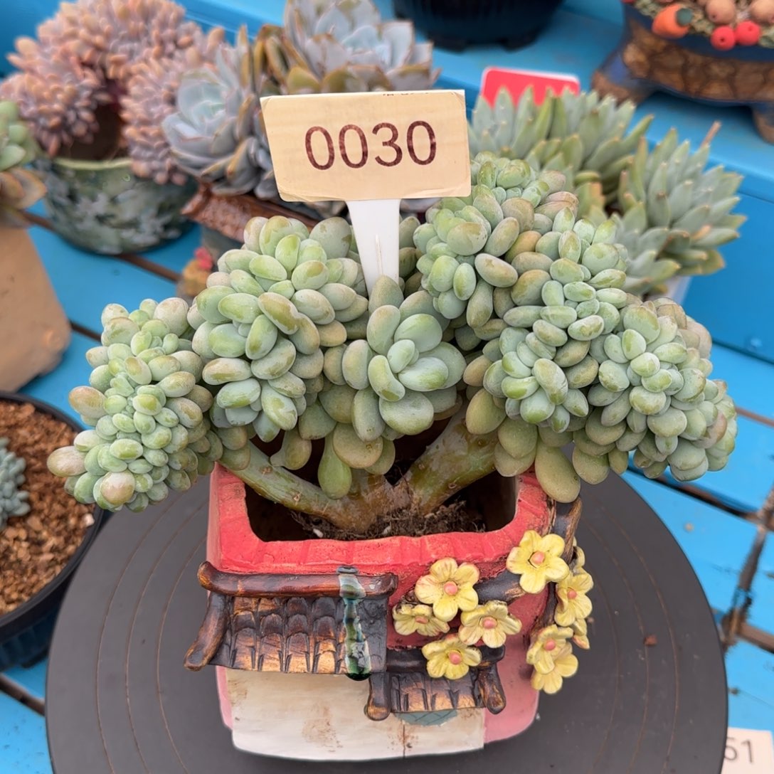 红洛神缀    0030号    