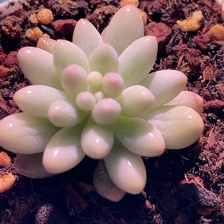 尚品园艺婴儿手指锦