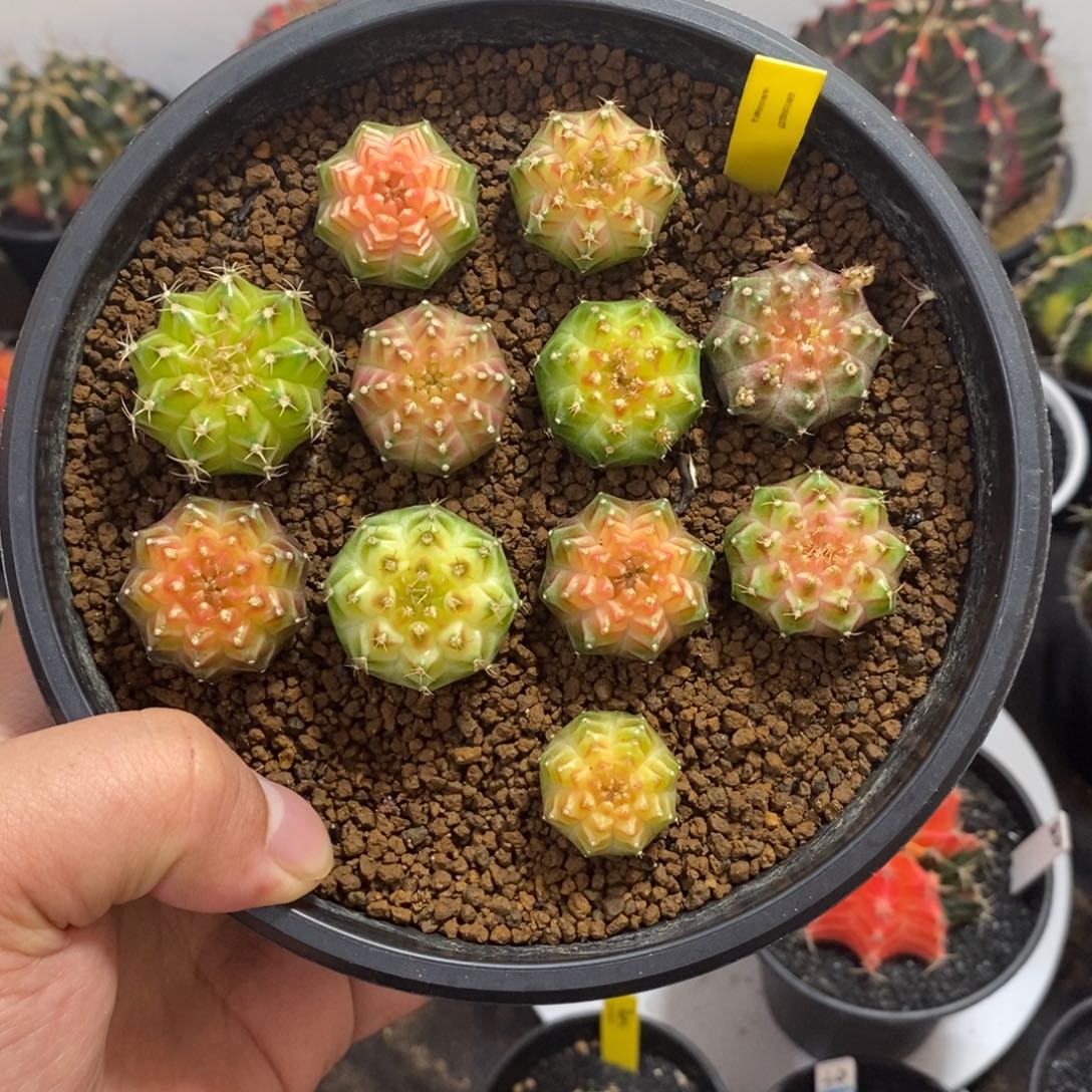 泰系轮回11颗—带盆发货