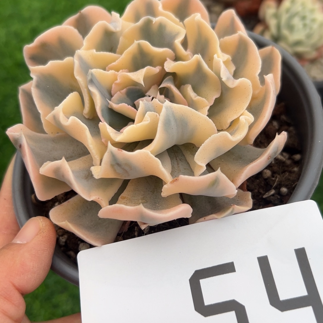 54、纯纯粹粹纯纯粹粹