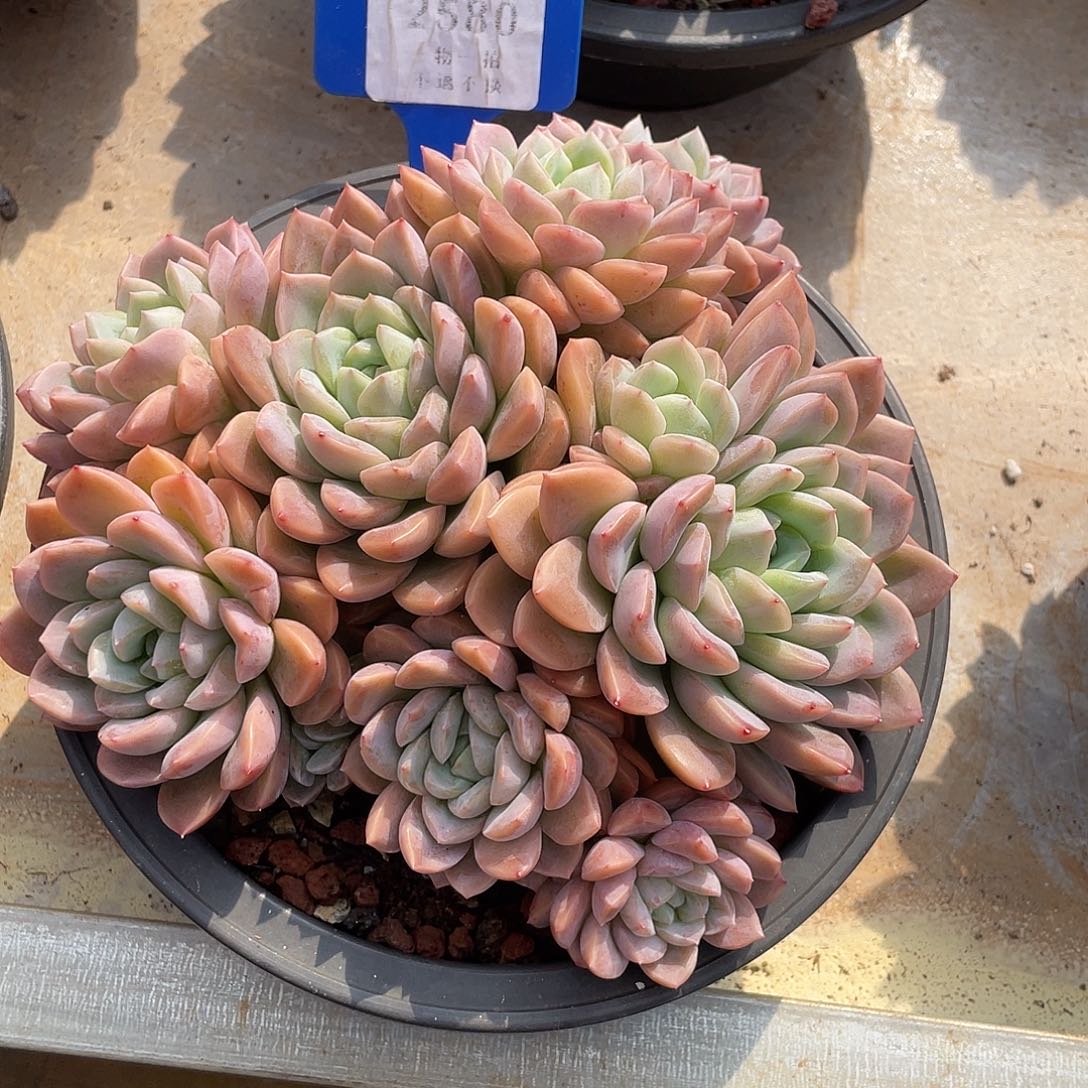 臻***店粉冰玉精控群2580号