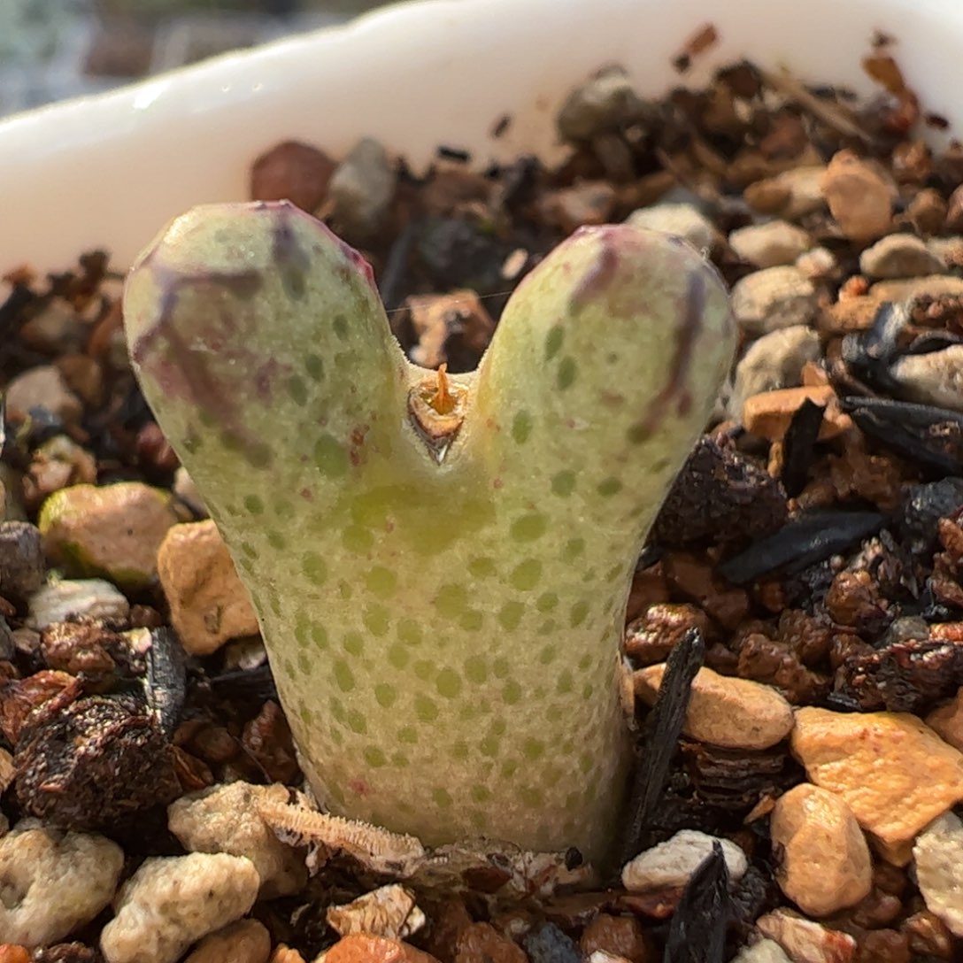 大春传多肉植物百科