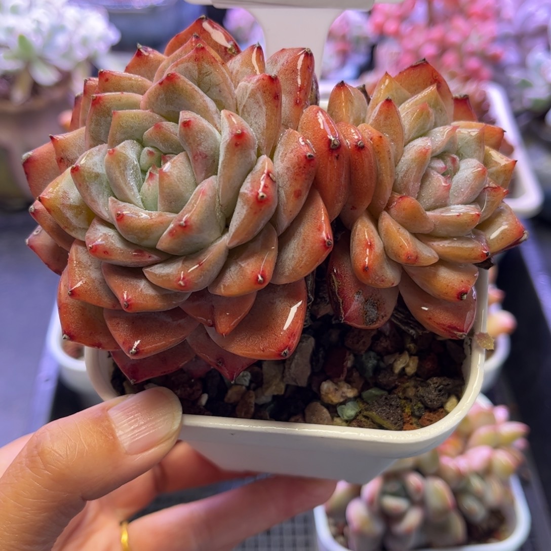 2462 满30包邮天冷地区必拍保温箱