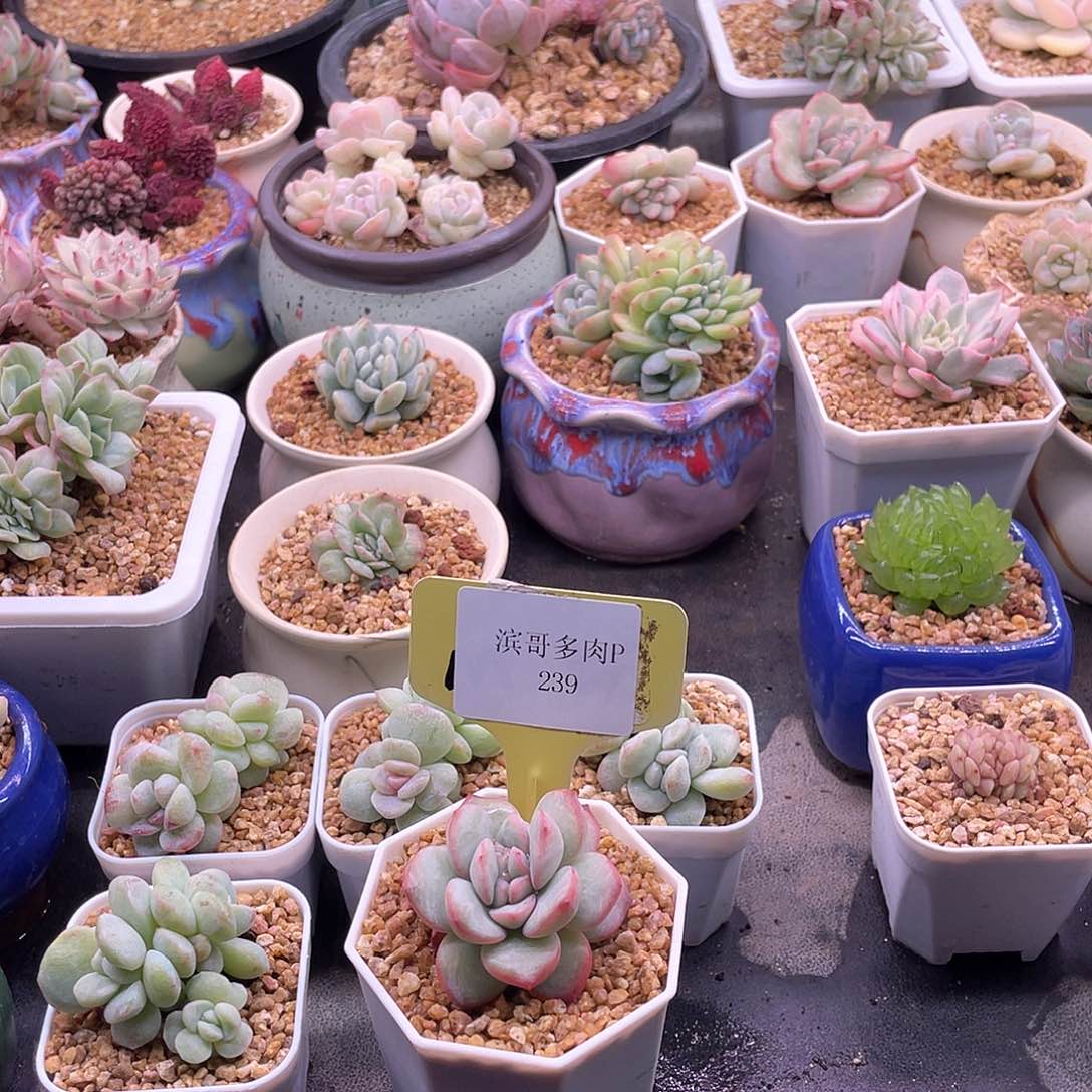 滨哥多肉P239奶油泡芙缀化