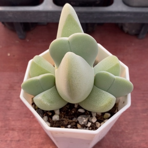 神风玉群7仙人球