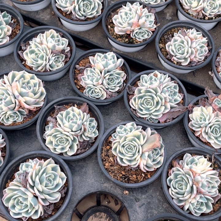 玉碟锦18.8一盆888888