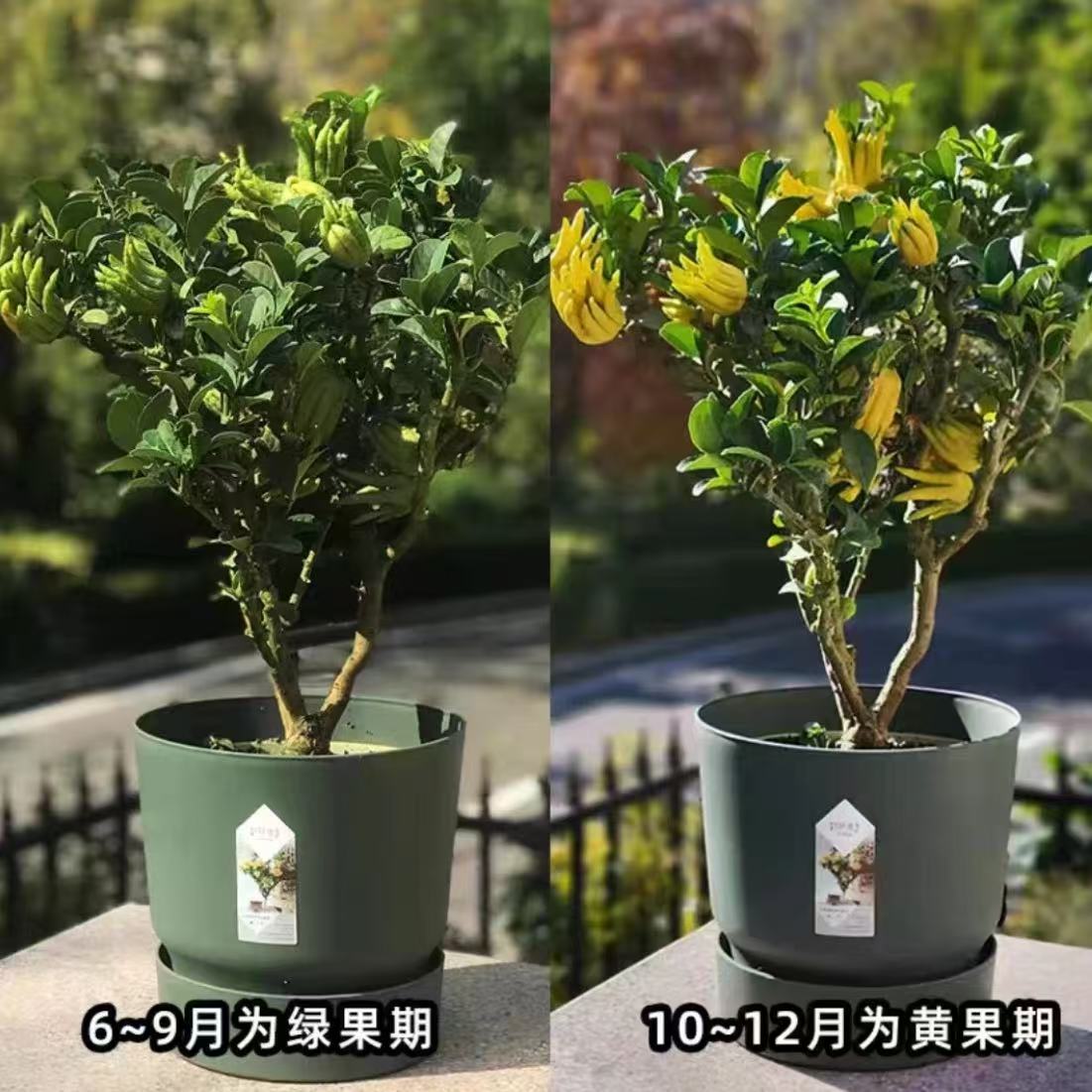 金华千指佛手室内庭院可养的带果佛手盆栽观果植物 千指