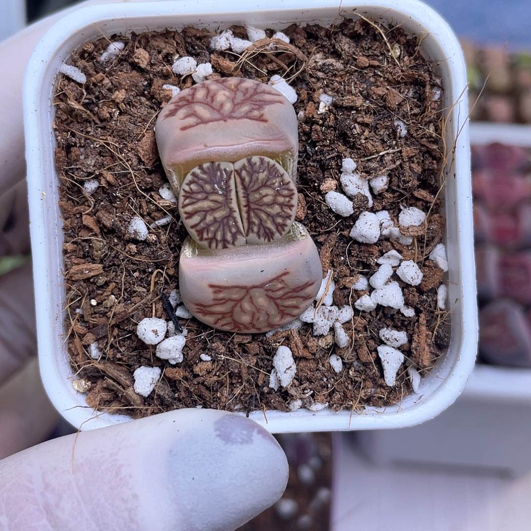 434号 带盆土发货