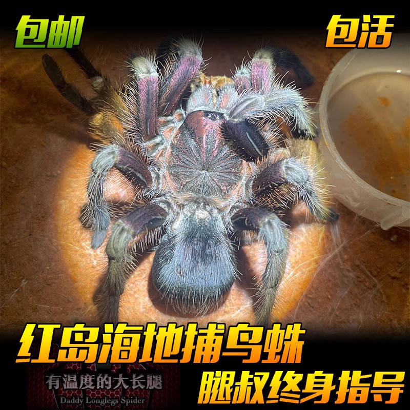 腿叔~红岛海地蜘蛛大型地栖好养长得快进阶型宠物蜘蛛