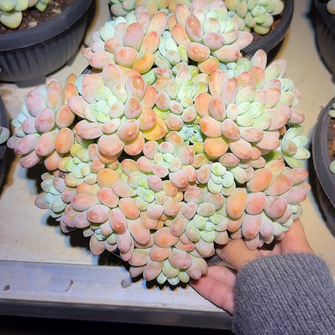 洛美人整无砍群生