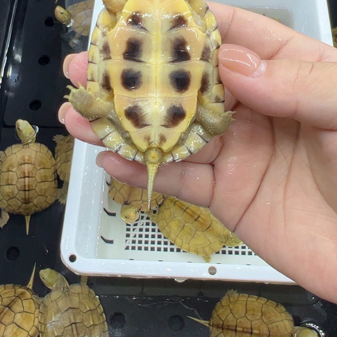 地***线宠物龟不分公母腐甲