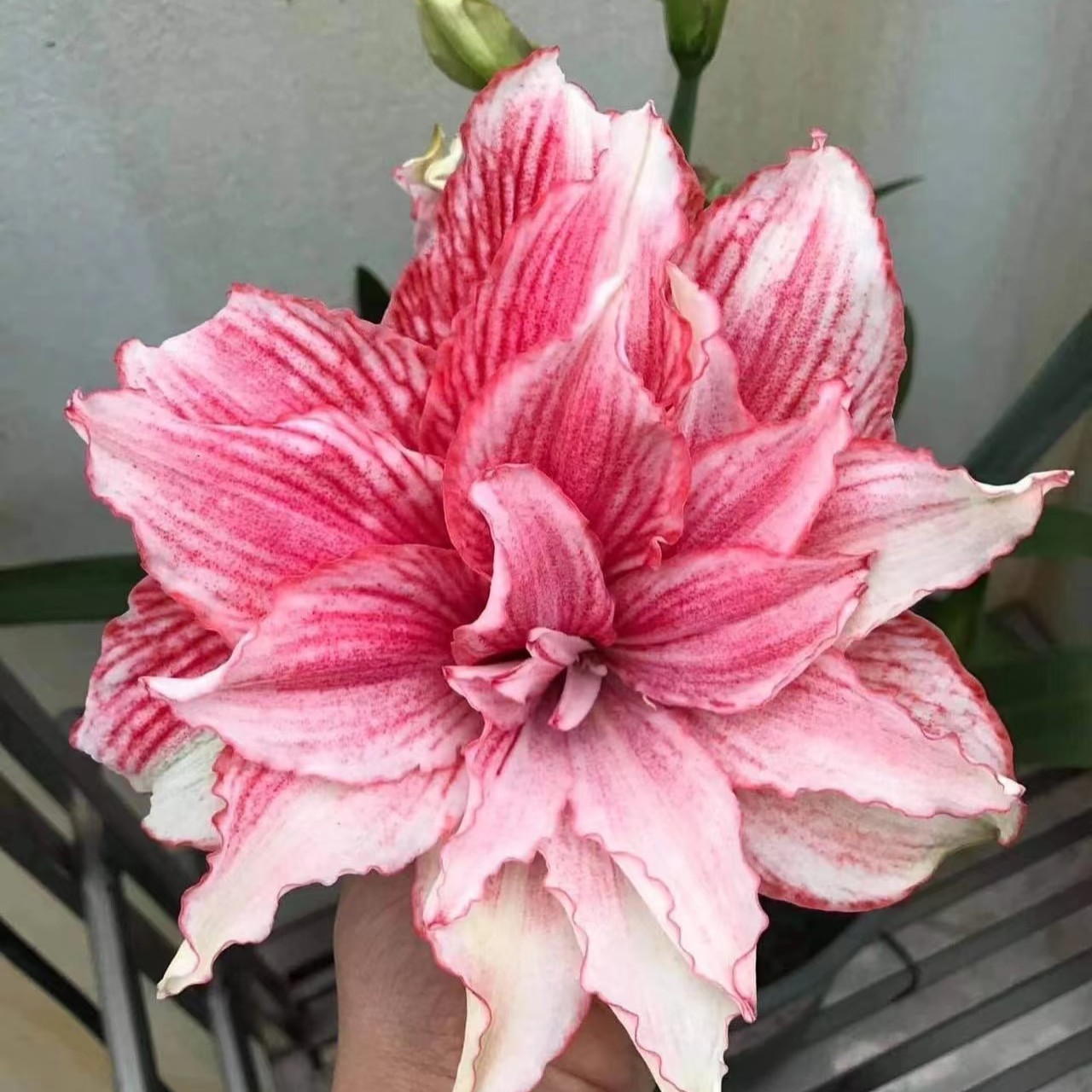 〔朱顶红 不朽的爱1.5厘米〕福利购重瓣 苗情好 包对版