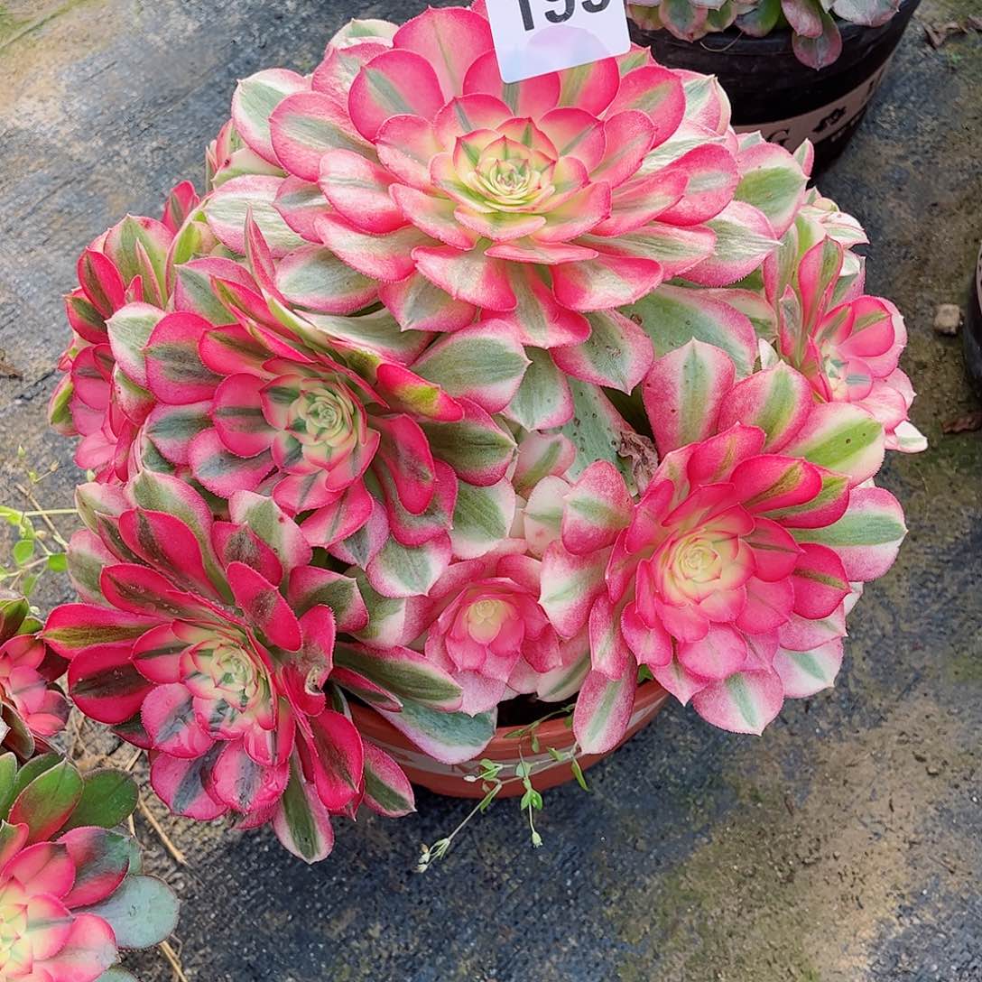 无花朵多肉植物199