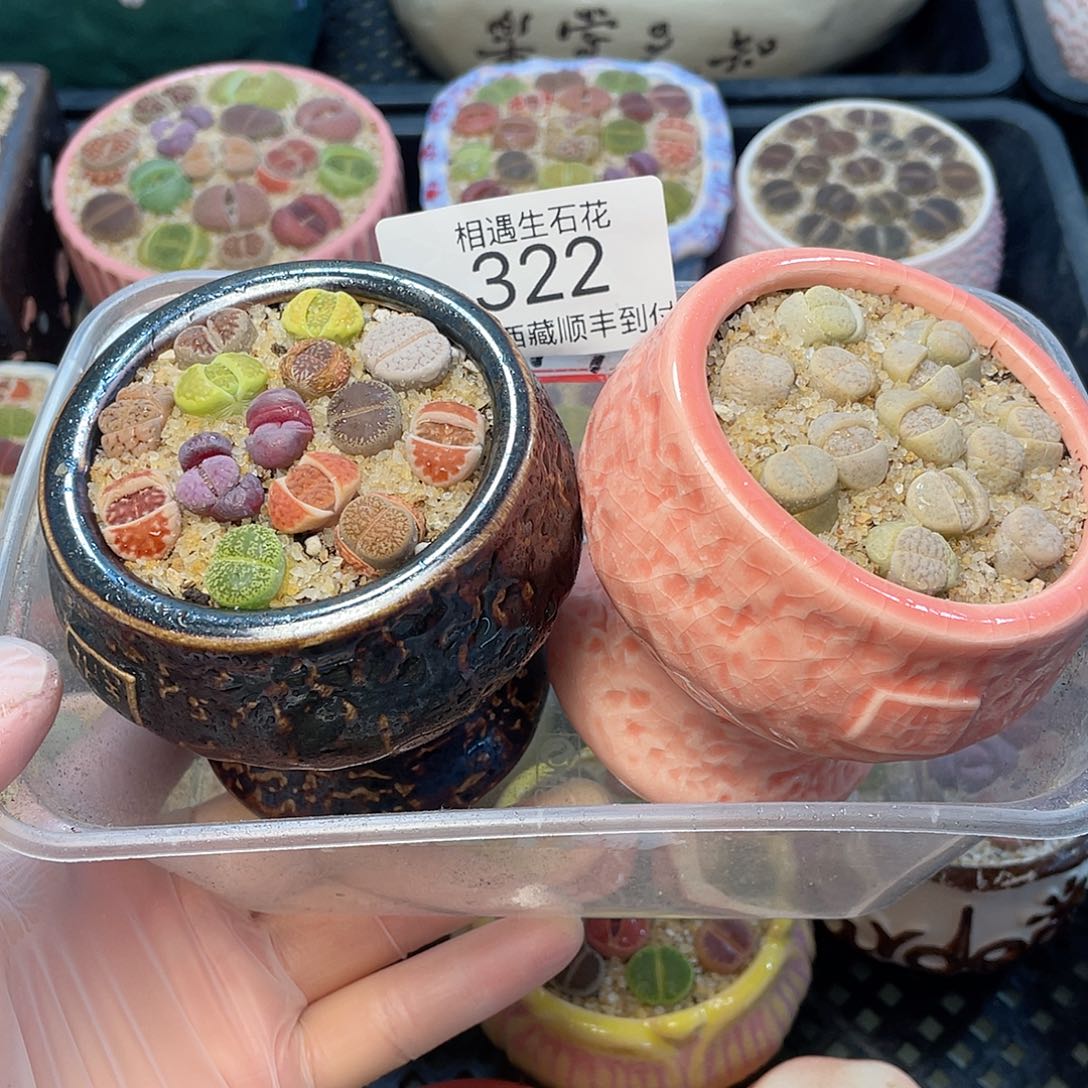 相遇开播福利322