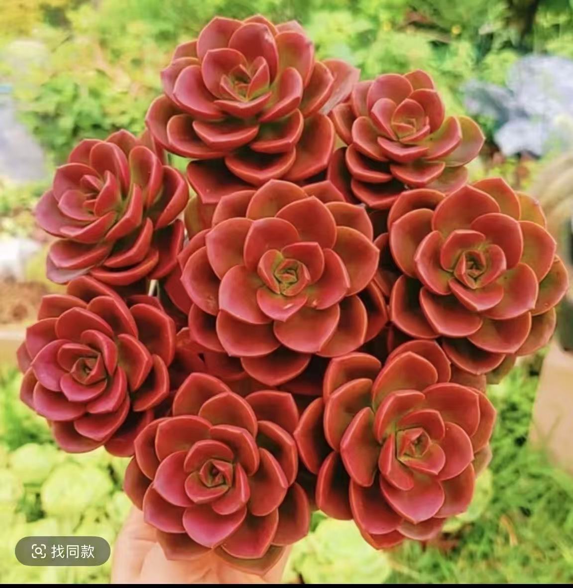 红酒玫瑰（拍一发3盆）多肉植物室内盆栽招财新手好养夏季种植