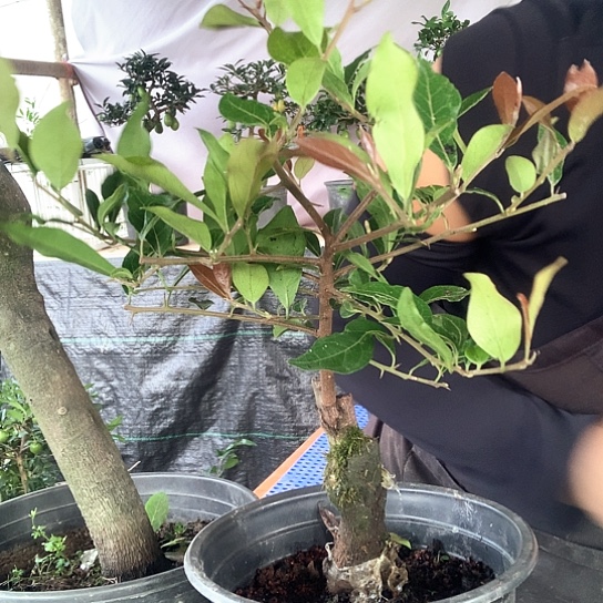 无花朵长寿葫芦。       
