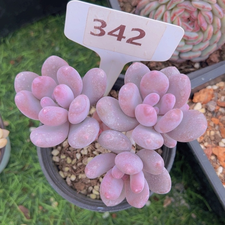 健健康康平平安安