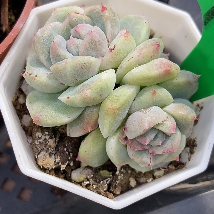 多肉植物如梦令石化998