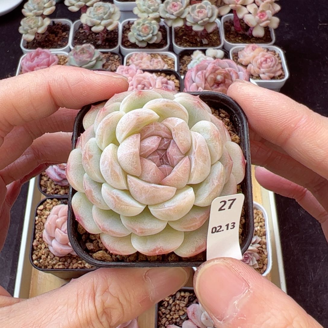 蜡像27、哈哈哈哈