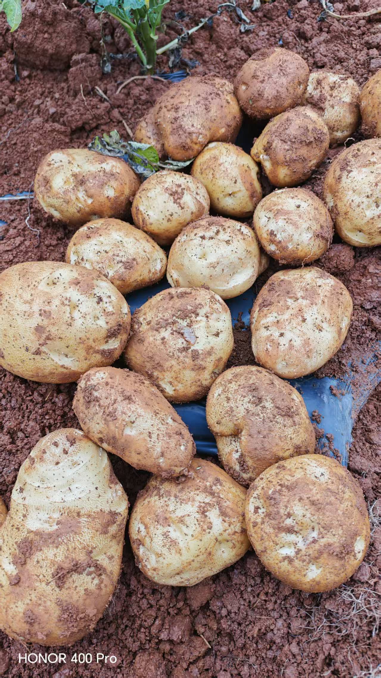 云南高山老品种米拉洋芋粉面糯