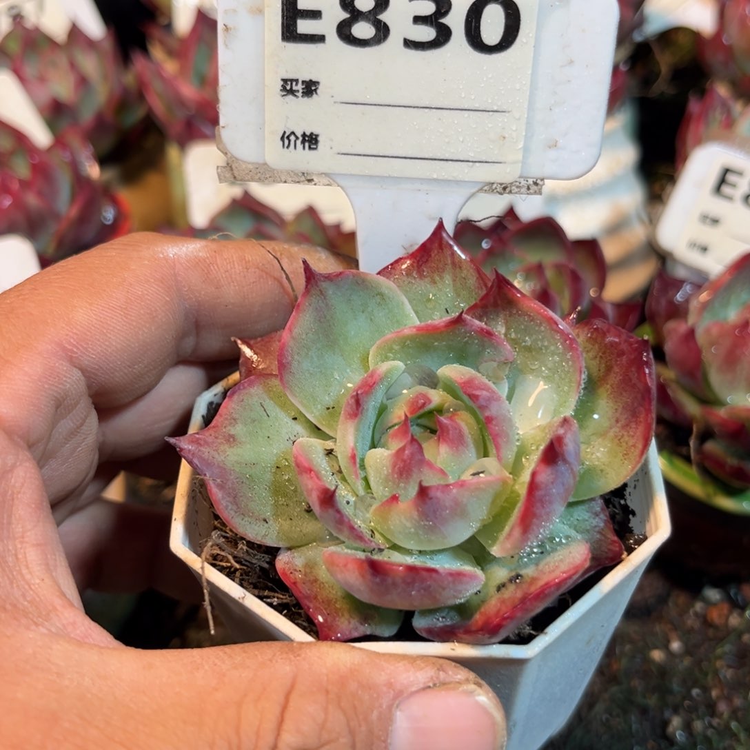 惊鸿一瞥830号多肉