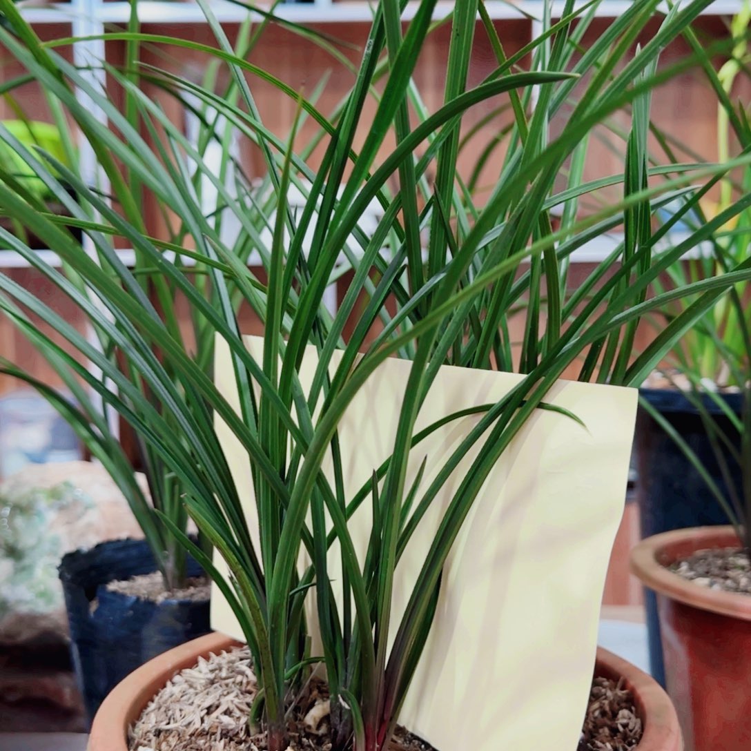 冰***云完全开放惠兰红香妃