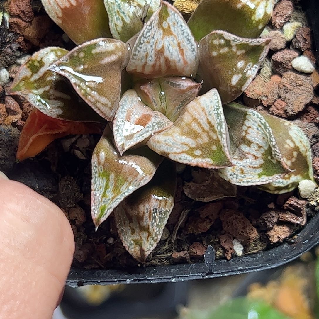 铜雀台十二卷十二卷