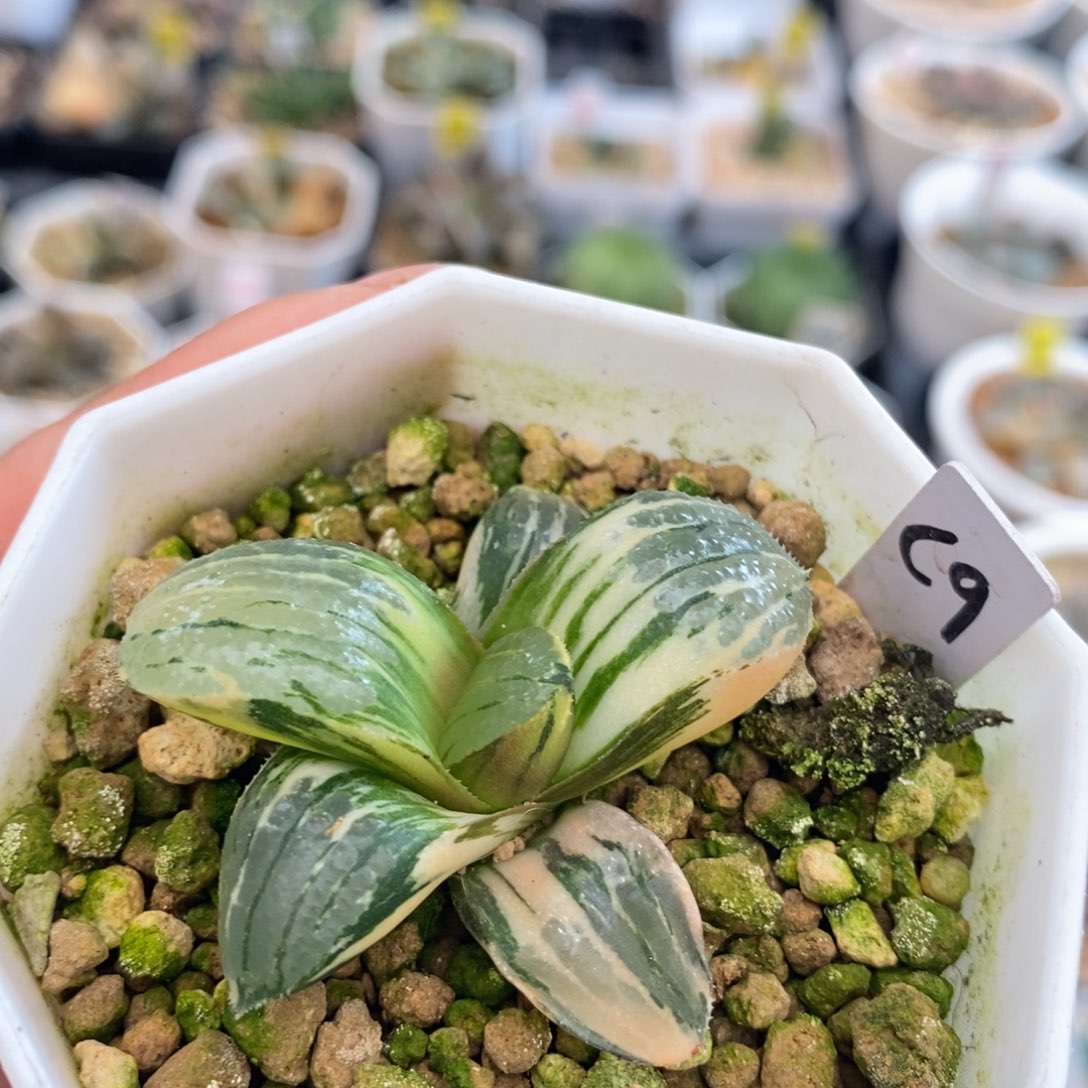 不开花植物9史扑玉露