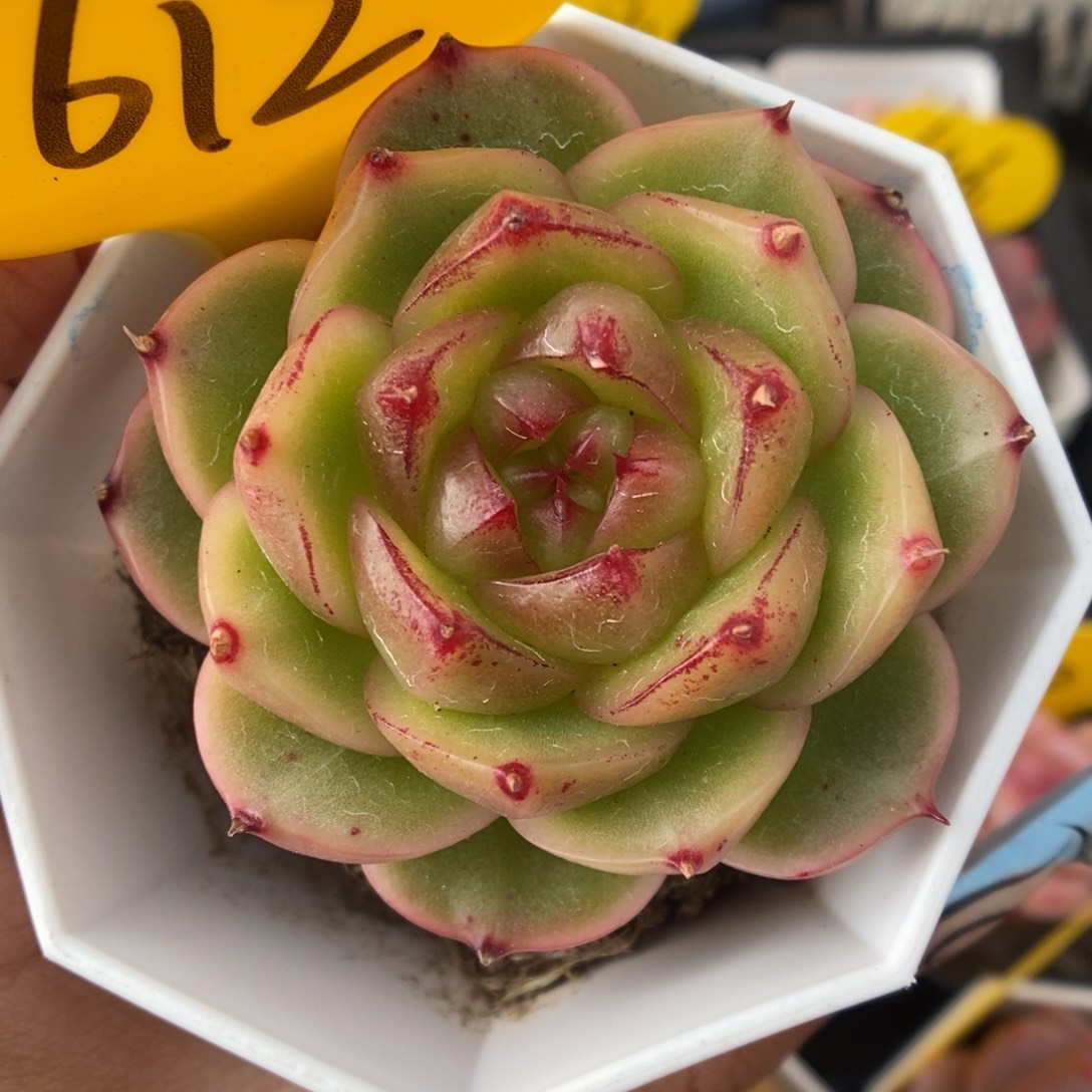 晶晶珍妮可拍612号