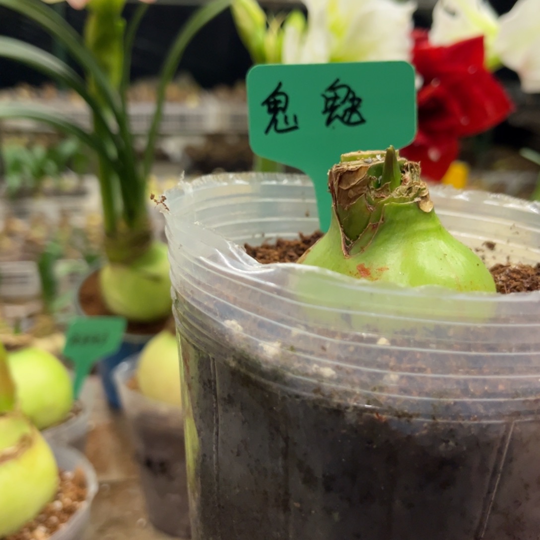 清***扬鬼魅朱顶红带盆发货